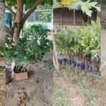 பவளவிழா ஆண்டை முன்னிட்டு பாடசாலை மைதானத்தை சூழ மரக்கன்றுகள் நடப்பட்டமை